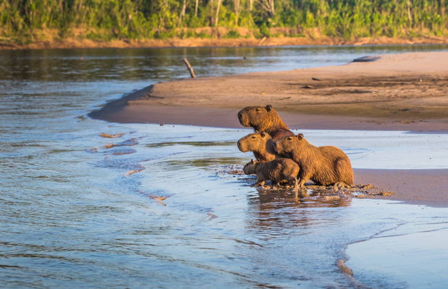 Passeio de barco ao entardecer com avistamento de capivaras - Foto 1
