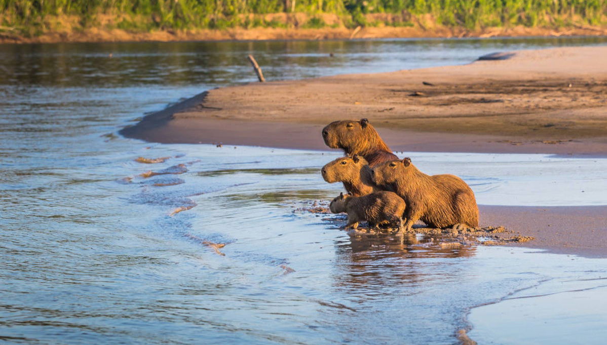 Sunset River Boat + Capybara Watching - Foto 1
