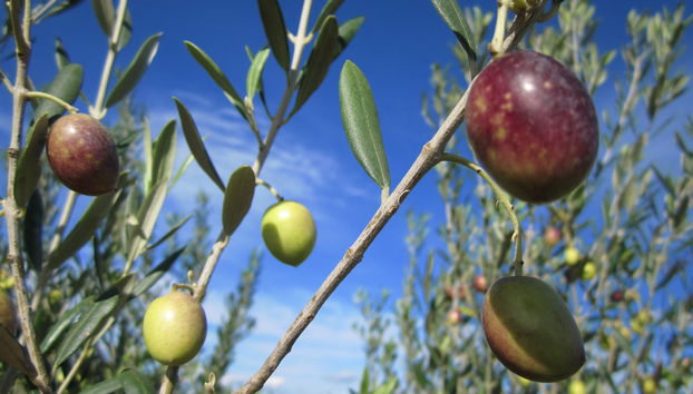Oil & Wine Tasting in Languedoc - Foto 2