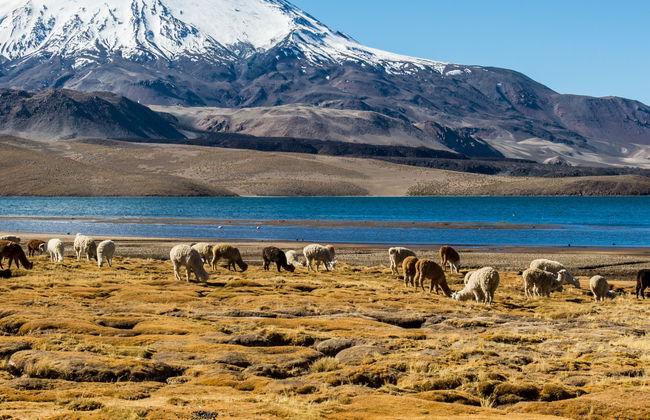 Excursión al lago Chungará - Foto 2