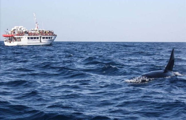 Avistamiento de delfines en Gibraltar - Foto 2