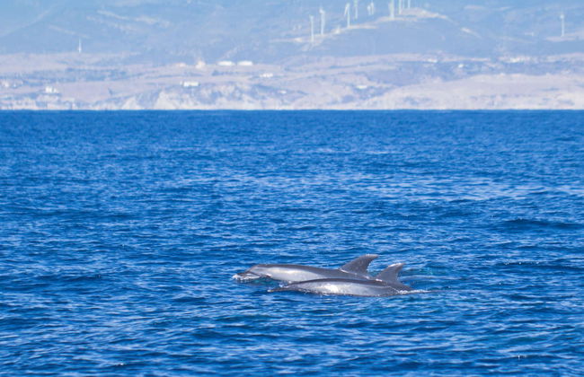 Gibraltar Dolphin Watching Tour - Foto 3