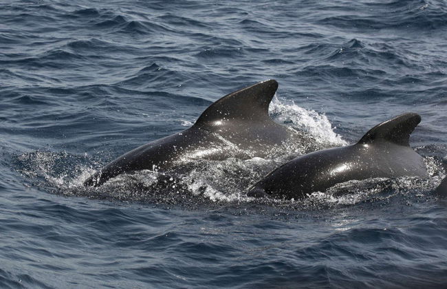 Gibraltar Dolphin Watching Tour - Foto 2