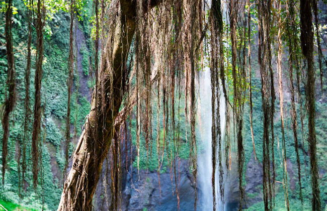 Excursion privée aux plantations de thé et à la cascade Cimahi - Photo 6