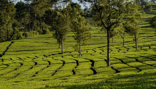 Escursione privata alle piantagioni del tè e alla cascata Cimachi - Foto 5