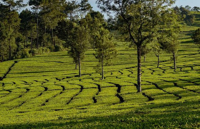 Excursion privée aux plantations de thé et à la cascade Cimahi - Photo 5