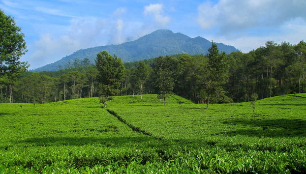 Escursione privata alle piantagioni del tè e alla cascata Cimachi - Foto 3