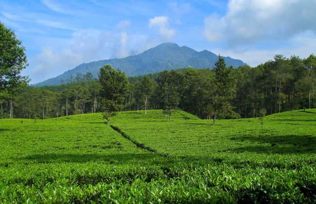 Excursion privée aux plantations de thé et à la cascade Cimahi - Photo 3