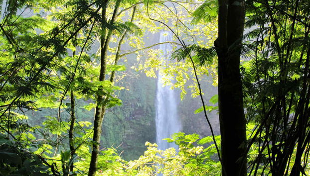 Escursione privata alle piantagioni del tè e alla cascata Cimachi - Foto 2