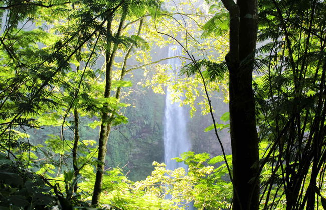 Excursion privée aux plantations de thé et à la cascade Cimahi - Photo 2