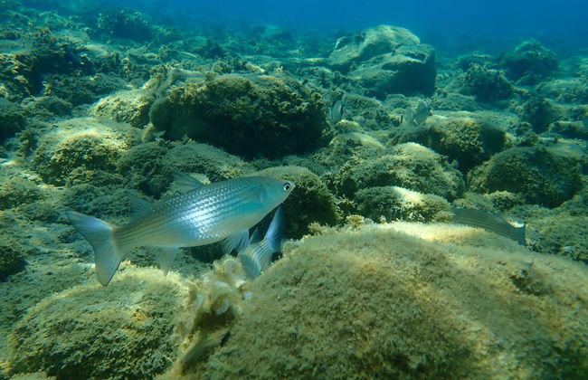 Snorkel board en Sesimbra - Foto 6