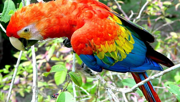 Amazon 2 Day Tour - Foto 2