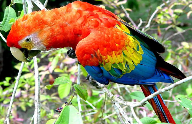 Amazon 2 Day Tour - Foto 2