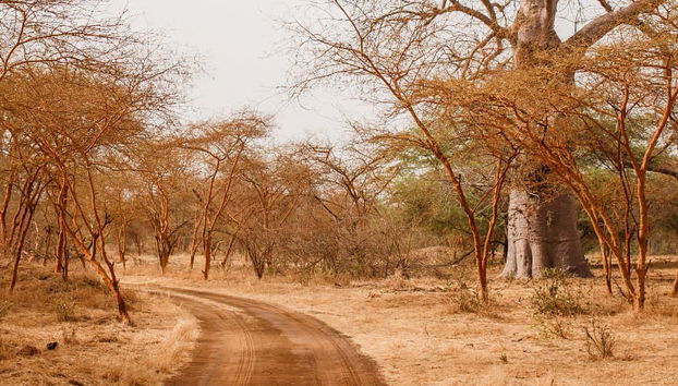 Excursion privée dans la réserve de Bandia et au lac rose - Photo 4