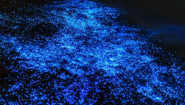 Paseo nocturno en barco por la Laguna Luminosa - Foto 4