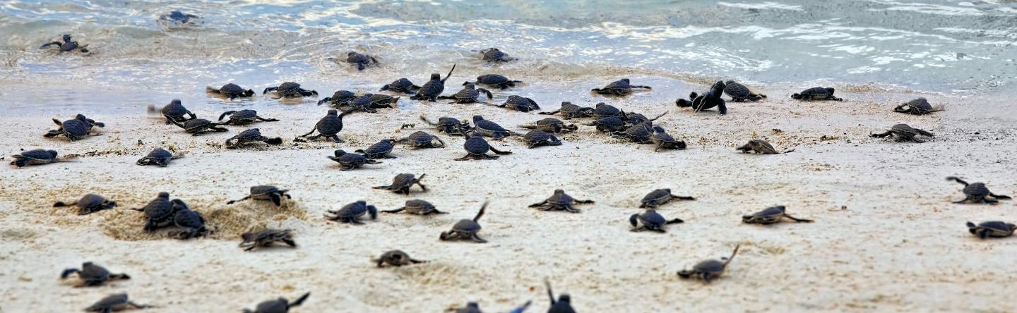 Turtle Release Experience - Photo 1