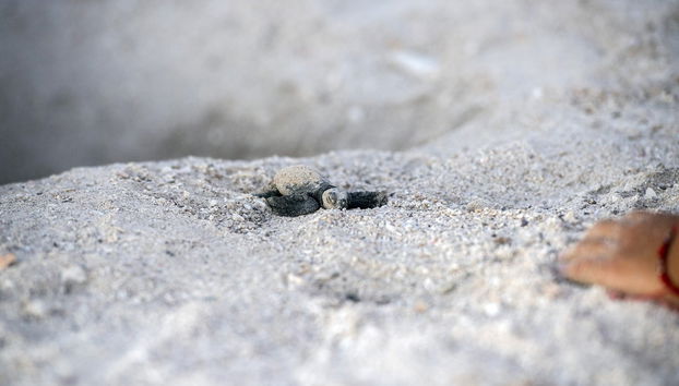 Turtle Release Experience - Foto 5