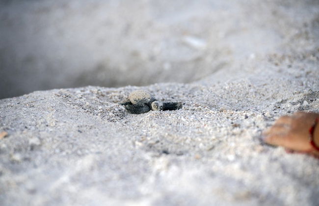 Turtle Release Experience - Photo 5