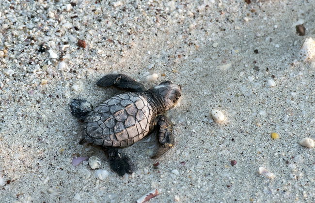 Turtle Release Experience - Photo 6