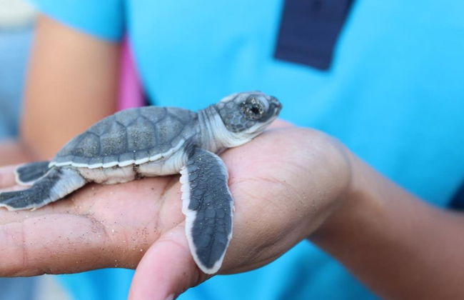 Turtle Release Experience - Photo 1