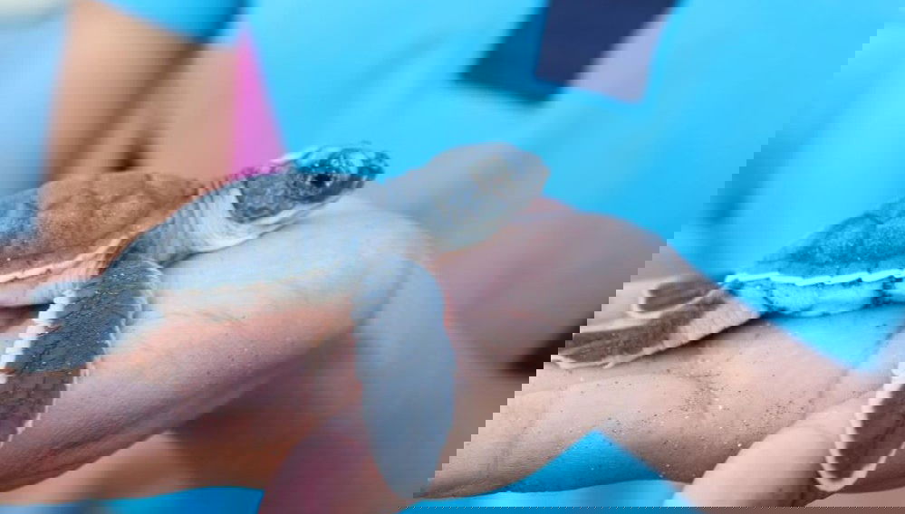 Turtle Release Experience - Foto 1