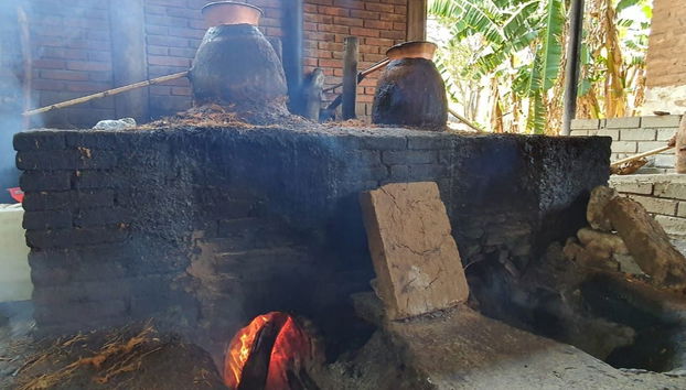 Learning all about mezcal production