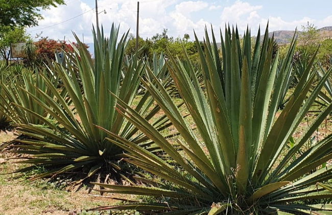 Tour del mezcal por Santa Catarina Minas - Foto 8