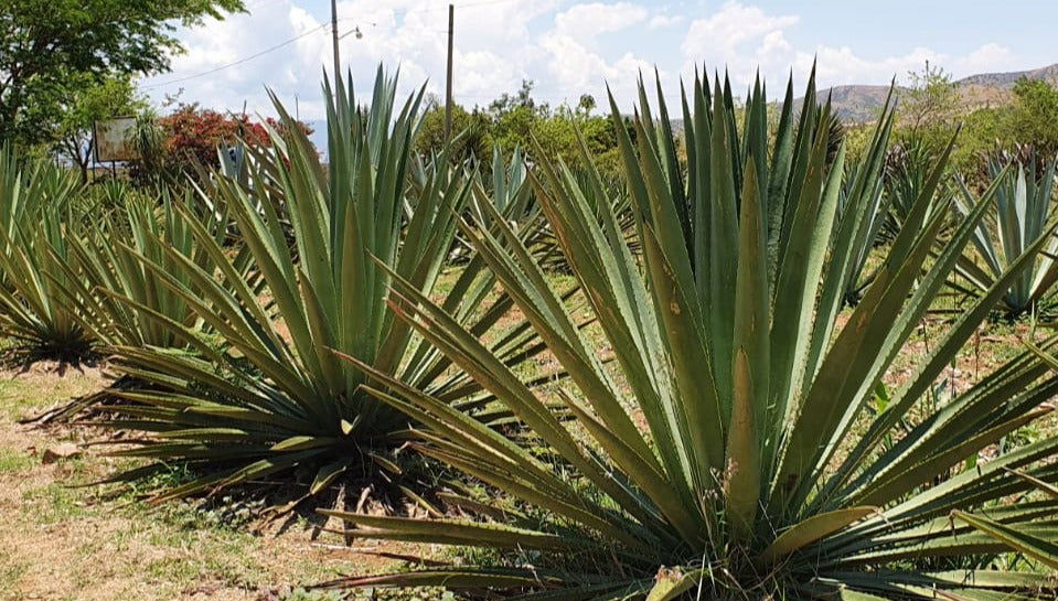 Mezcal Tour of Santa Catarina Minas