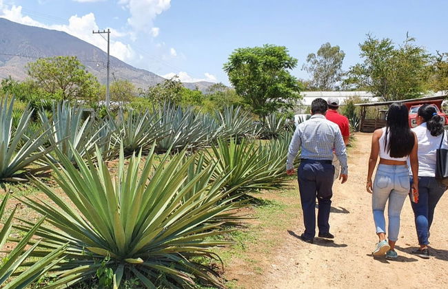 Tour del mezcal por Santa Catarina Minas - Foto 6