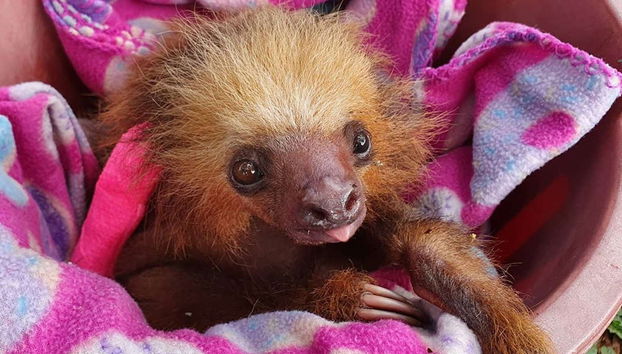 Excursión al Toucan Rescue Ranch - Foto 3