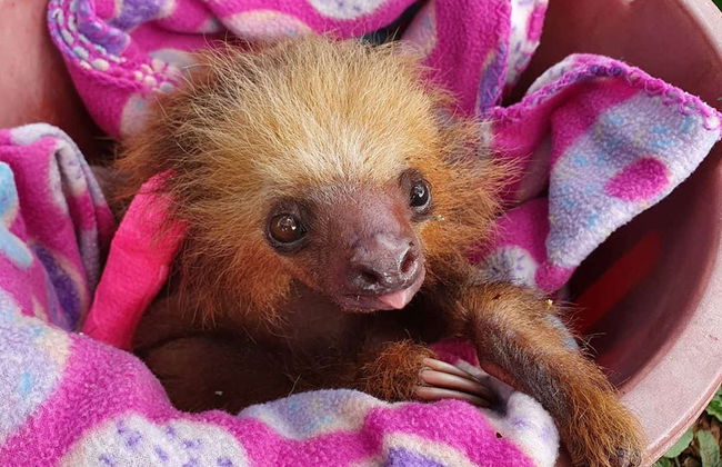 Excursión al Toucan Rescue Ranch - Foto 3