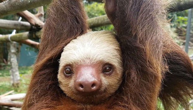 Excursión al Toucan Rescue Ranch - Foto 2