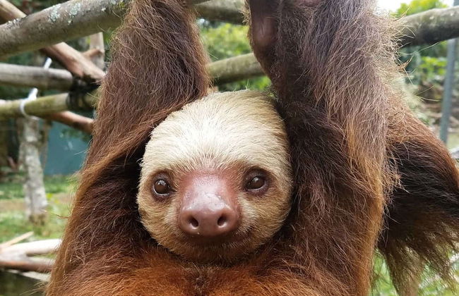 Excursión al Toucan Rescue Ranch - Foto 2