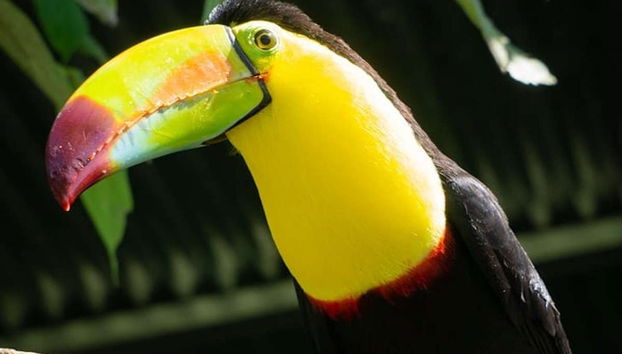 Excursión al Toucan Rescue Ranch - Foto 5