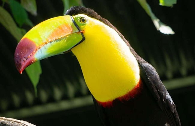 Excursión al Toucan Rescue Ranch - Foto 5