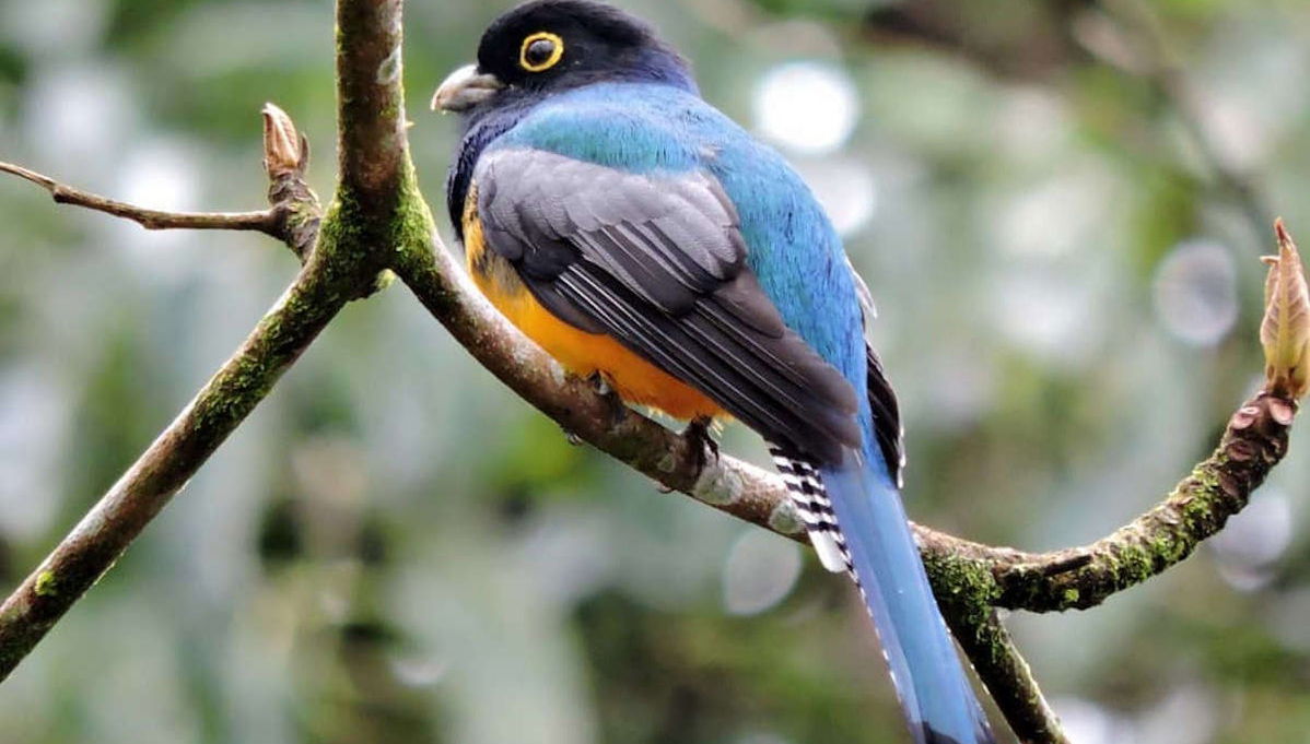 Excursión al Toucan Rescue Ranch - Foto 1