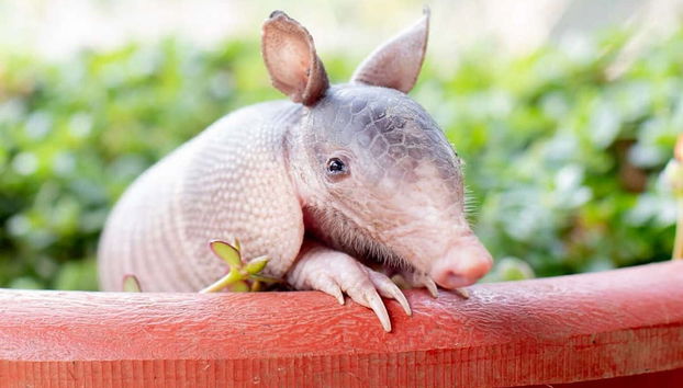 Excursión al Toucan Rescue Ranch - Foto 4