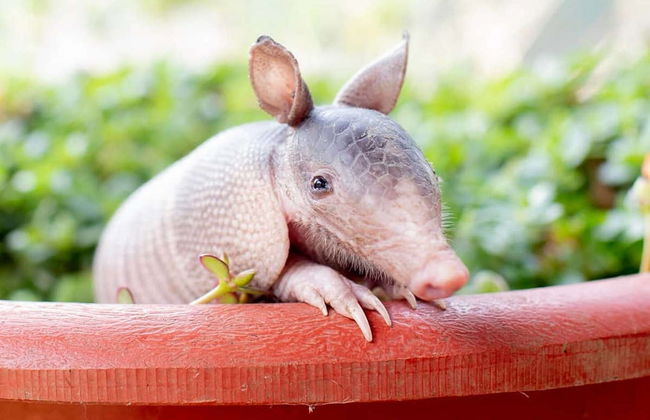 Excursión al Toucan Rescue Ranch - Foto 4