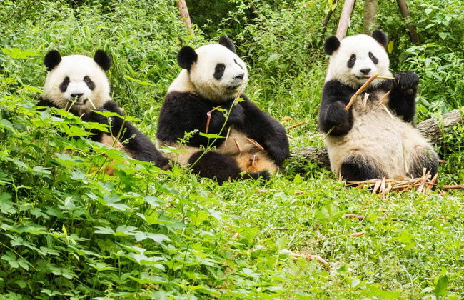 Private Tour of Chengdu & Panda Base - Photo 1