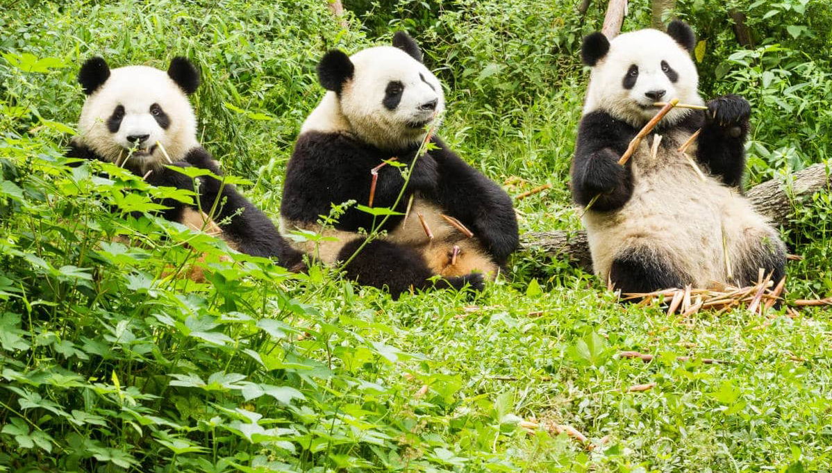 Private Tour of Chengdu & Panda Base - Foto 1