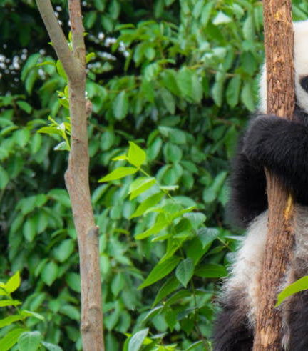 Foto de Tour privado por Chengdú y la Reserva de Pandas