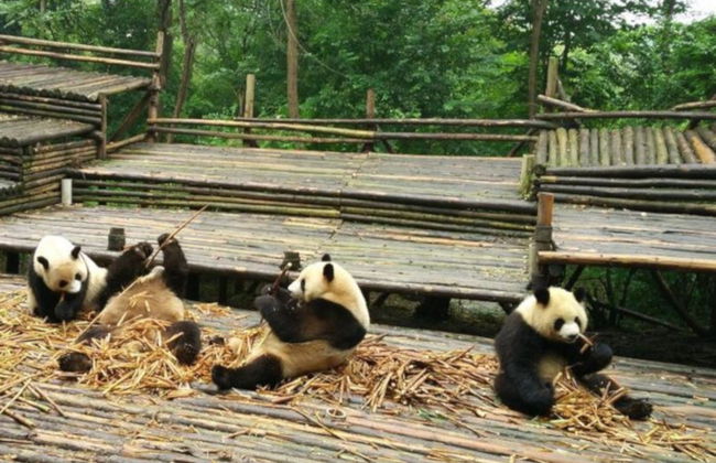 Private Tour of Chengdu & Panda Base - Photo 3