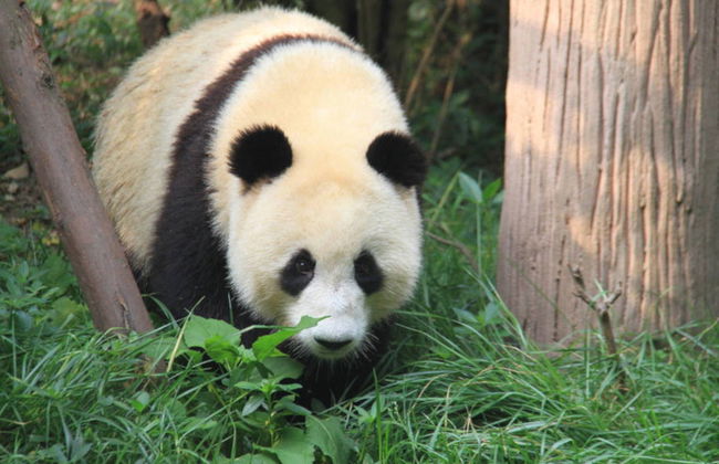 Private Tour of Chengdu & Panda Base - Photo 2