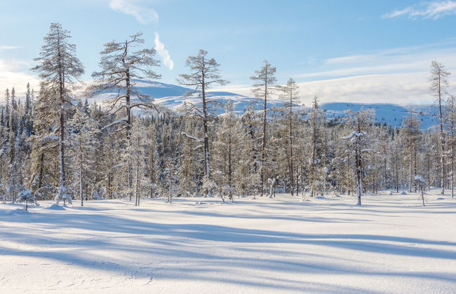 Northern Lights Snowmobile Tour - Photo 3