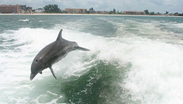 Conducción de lancha rápida por Tampa Bay - Foto 2