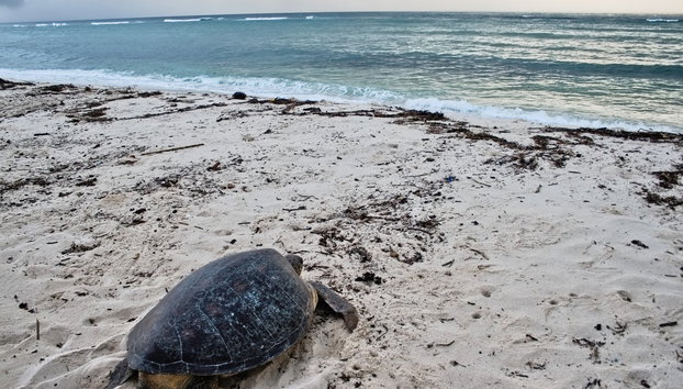 Excursión a la playa de Diani - Foto 5