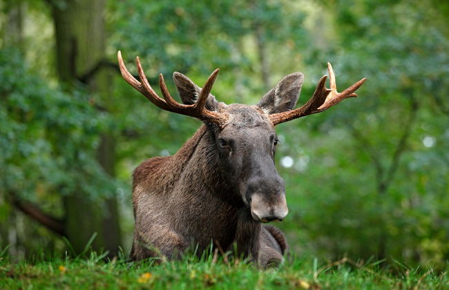 Moose Watching in Bodø - Photo 1