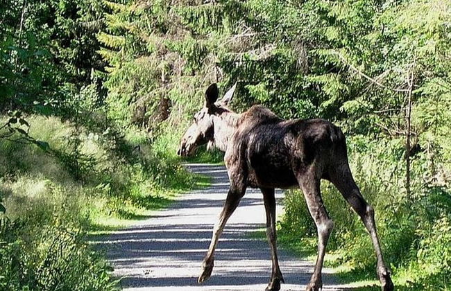 Observation d'élans à Bodø - Photo 4