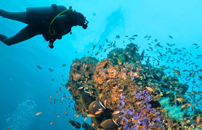 Buceo en la Gran Barrera de Coral - Foto 8