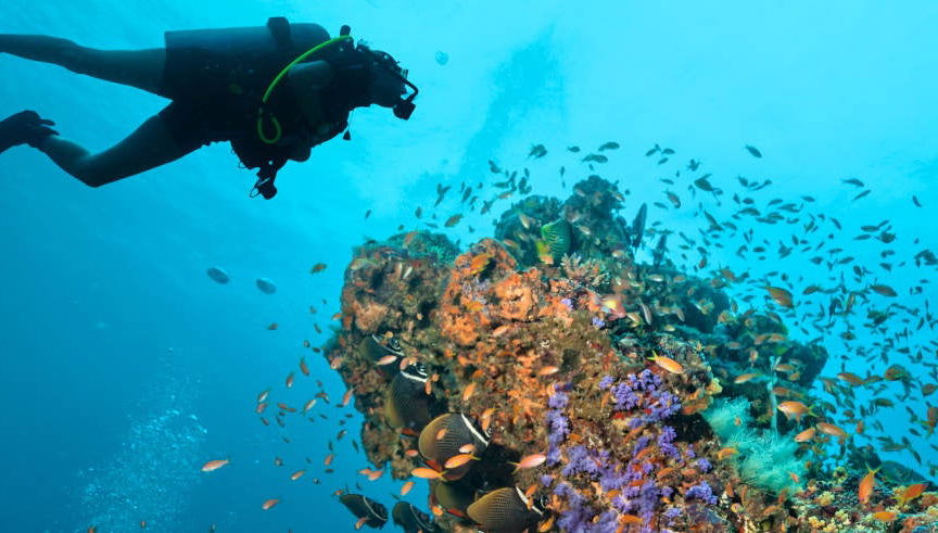 Plongée dans la Grande Barrière de Corail